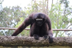 Hoolock Gibbon