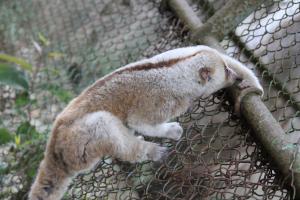 Slow Loris